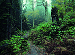 Wandern im schnen Nationalpark Bayerischer Wald